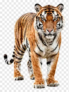 A full-body view of a standing tiger looking directly at the viewer.
