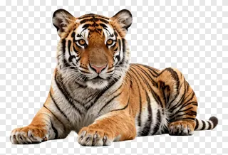 A tiger cub resting on a white surface.