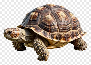 A tortoise with a detailed shell pattern.