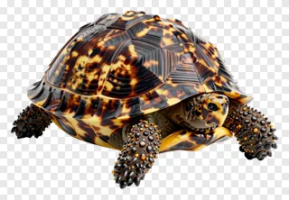A tortoise with a patterned shell shown in close-up.