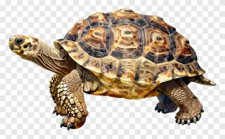 A tortoise walking slowly with a patterned shell.