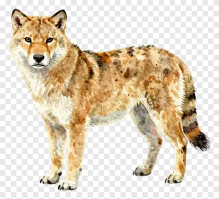 Watercolor drawing of a standing coyote.