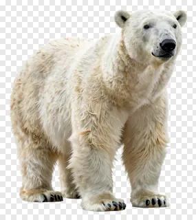 A wet polar bear standing on all fours.