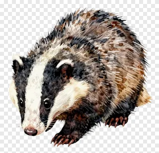 A badger with a white facial stripe sniffing the ground.