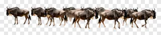 Group of wild bovines moving forward as a herd.