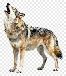 A wolf howling with its head tilted upward.
