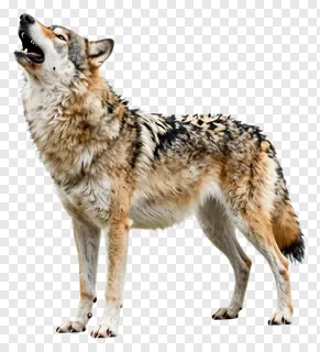 A wolf howling with its head tilted upward.