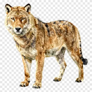 A watercolor painting of a standing wolf.