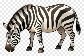 Zebra grazing with head down.