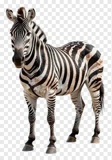 A zebra with a classic black and white striped pattern.