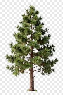 A pine tree with green needles and a brown trunk.