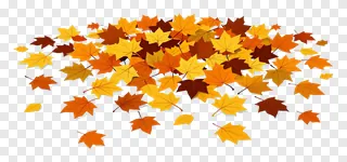 A collection of autumn leaves on a white surface.