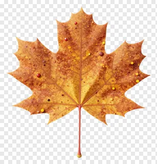 An autumn maple leaf with dewdrops.