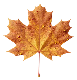 An autumn maple leaf with dewdrops.
