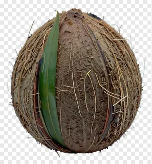A coconut kalash with one green leaf.
