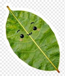 A green mango leaf with a cute cartoon face drawn on it.