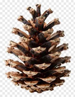 A pinecone standing alone with open scales.