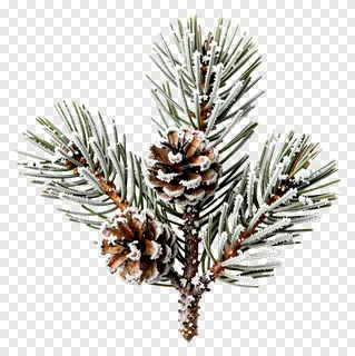 A frost-covered pine branch with two pinecones.