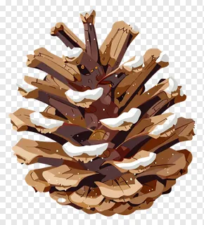 A frost-covered pinecone branch.
