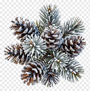 A frost-covered cluster of pinecones and pine needles.
