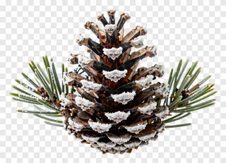 A frost-covered pinecone with surrounding pine needles.