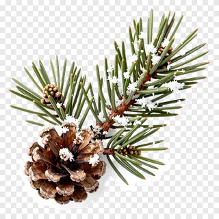 A pinecone and pine needles covered in frost.