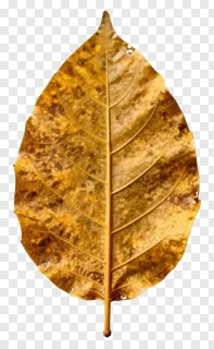 A golden mango leaf toran decoration.