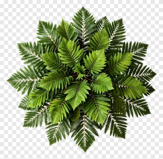 A circular cluster of green fern leaves.