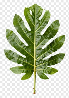 A green mango leaf with visible veins.