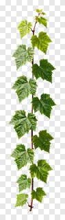 Vertical green vine with leaves for design separation.
