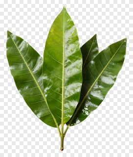 Three glossy mango leaves arranged in a kalash shape.