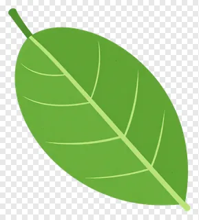 A green mango leaf with faint veins.