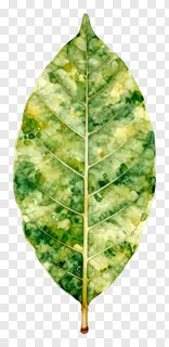 A mango leaf toran with mottled green and yellow colors.