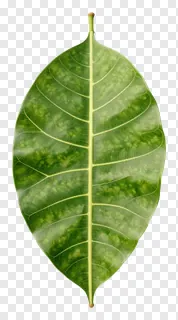 A mango leaf toran with glowing veins.