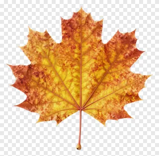 A detailed autumn maple leaf with orange and yellow hues.