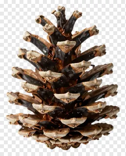 A pinecone with a face-like pattern on its scales.
