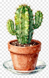 A potted cactus with a glass saucer beneath it.
