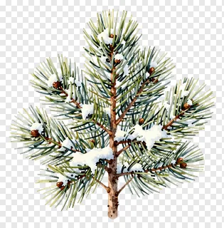 A snow-covered pine branch with green needles and brown cones.