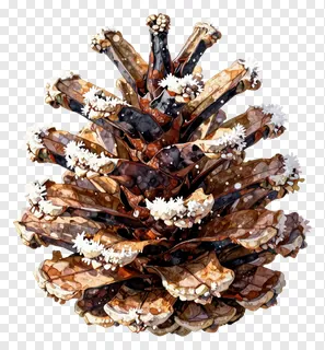 A bronze-colored pinecone covered in frost.