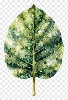 A watercolor illustration of a leaf.