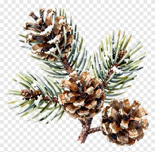 A watercolor drawing of a pine branch with frost-covered pinecones.