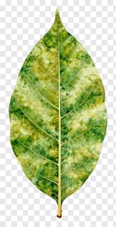 A mango leaf toran with mottled green and yellow coloring.