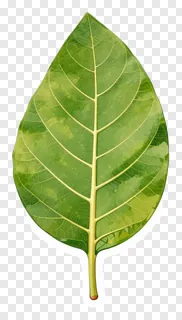 A green mango leaf with visible veins.