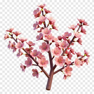 A branch with pink cherry blossoms.