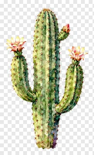 A blooming cactus with pink flowers.