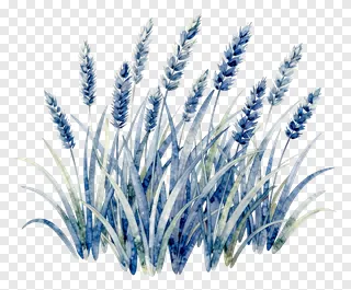 Blue watercolor painting of kash grass with seed heads.