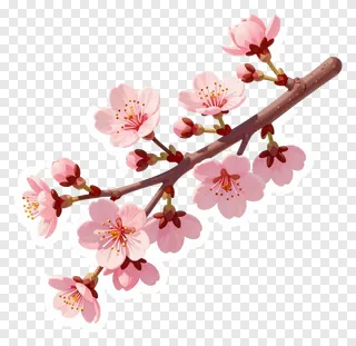 A branch with pink cherry blossoms and buds.