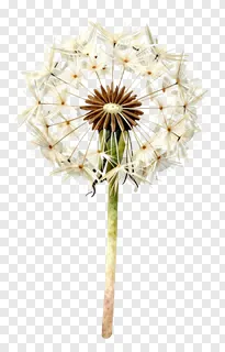 A dandelion puffball with seeds ready to fly.