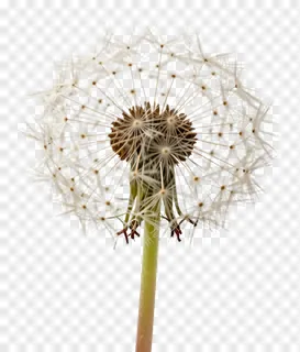 A dandelion seed head with white, wind-blown seeds.