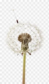 A dandelion seed head with one seed floating away.